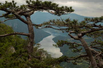 Fototapeta na wymiar The lookout on Tara mountains in Serbia