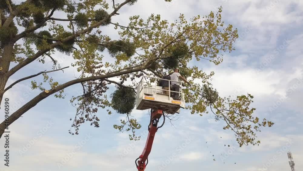 Wall mural two service workers cutting down big tree branches with chainsaw from high chair lift crane platform