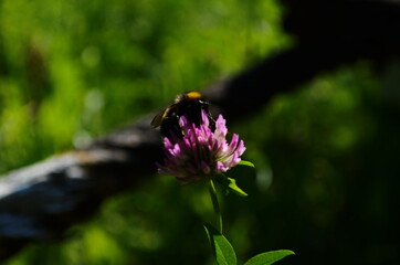 Close-up of garden bumblebee or small garden bumblebee collecting nectar from a clover flower