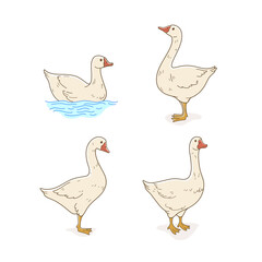 Domestic fowl. Cartoon goose illustration. Vector contour illustration of  goose.