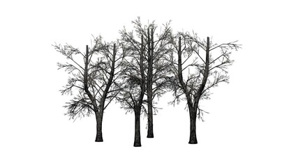 a group of European Linden Trees in winter - isolated on white background - 3D Illustration