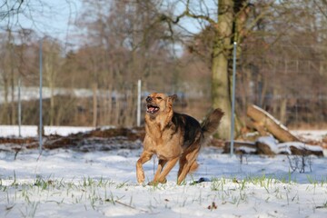 funny shepherd mixed dog is running in the snow in the forest