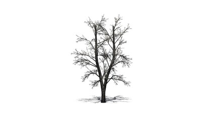 European Linden Tree in winter with shadow on the floor - isolated on white background - 3D Illustration