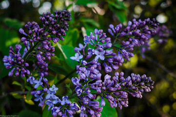 flowers in the garden