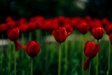 red and white tulips