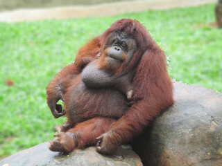 Orang-outang