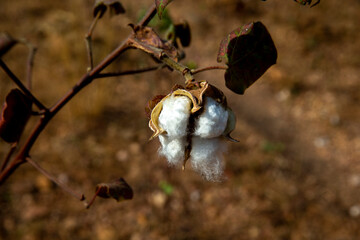 Cotton growing in North Togo.  25.02.2015