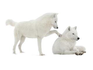 Fototapeta premium two polar wolves isolated on white background