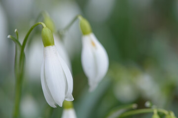 close up of a snowdrop