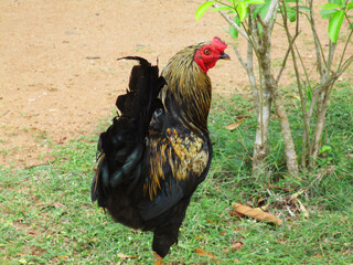 Photograph of a colorful cock on the natural environment