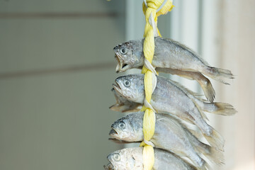 Salted dried yellow corvina tied to a yellow string and hung in a well-ventilated place.