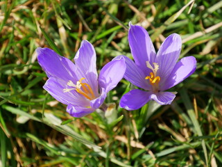 Wildkrokusse