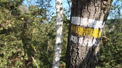 Sächsische Schweiz Wanderung im Wald