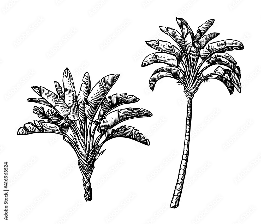 Canvas Prints ink sketch of ravenala palm.