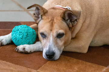 The sadness of the senior dog lying beside her green ball. Animal world. Pet lover. Dog lover.
