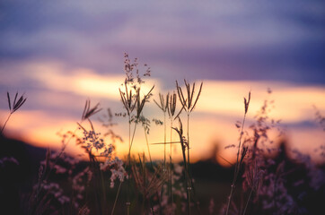 Closed up wild grass flower in dakr tone over blur nature background of sunset landscape