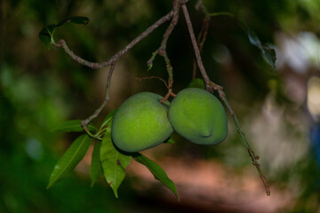 A green mango growing on the tree. Tropical fruit. Vegan food. Mango season.
