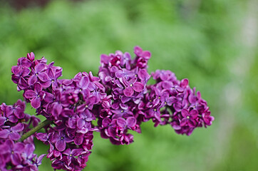 Blooming branch of lilac in the open air blooms in May
