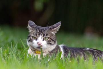 Naklejka na ściany i meble A tabby male cat with green eyes enjoying the garden lawn. Animal world. Pet lover. Cat lover. Animals defender. American Wirehair.