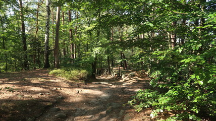 Sächsische Schweiz Wanderung im Wald