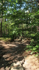 Sächsische Schweiz Wanderung im Wald