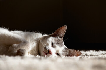 A white female cat sleeping on a white carpet. Ears alert.  Animal world. Pet lover. Cat. Lover. Selective focus.