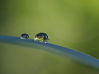Dewdrops on leaves in the early morning, Cova negra, Xativa, Spain.