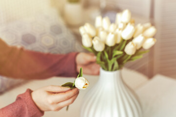 Fototapeta na wymiar Woman putting white tulips flowers in vase sitting at the living room coffee table. Composing bouquet. Lifestyle