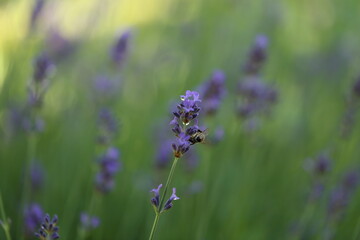 Lavender blooming in the garden in summer, colorful background
