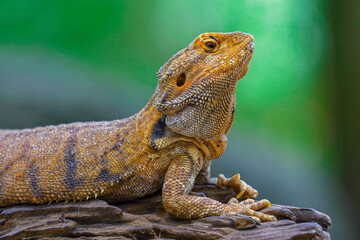 A large Gila branch on a large piece of wood.