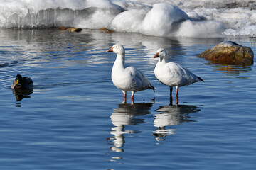 Pair of Snow geese standing in water beside frozen shore line