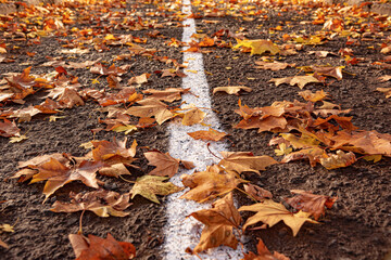 Yellow leaves on an asphalt road close-up.