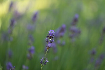 Lavender blooming in the garden in summer, colorful background