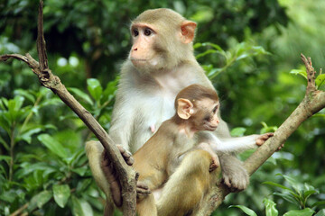 animal, baby, wildlife, macaque, mammal, wild, nature, mother, zoo, cute, fur, family, young, asia, forest, animals, love, sitting, face, care, india, macaca, funny, jungle, portrait
Monkey love in th
