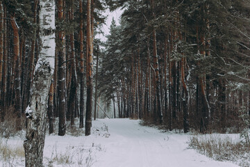 Fototapeta premium winter