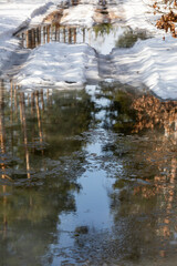 Fototapeta na wymiar reflections of a pine forest with snow in a puddle on a sunny day vertical.