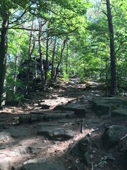 Sächsische Schweiz Wanderung im Wald