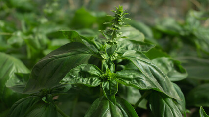 Albahaca