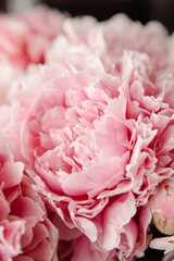 pink peonies in pastel colors close-up, flower pattern, vintage photo processing