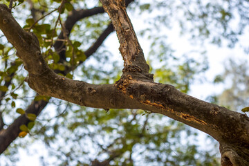 Fototapeta premium A cracked tree branch close up shot