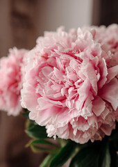 pink peonies in pastel colors close-up, flower pattern, vintage photo processing