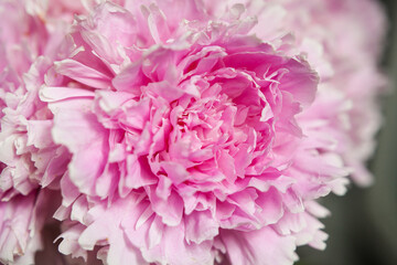 pink peonies in pastel colors close-up, flower pattern, vintage photo processing