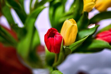 red and yellow tulips