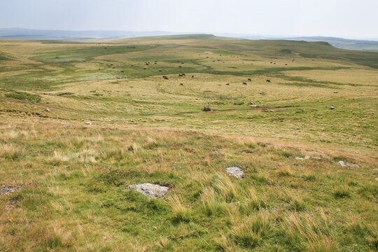 Le plateau de Millevaches appel&eacute; &laquo; Montagne limousine &raquo;, est un grand plateau granitique fran&ccedil;ais situ&eacute; en Nouvelle-Aquitaine, dans l'historique Limousin, dont il constitue la partie la plus &eacute;lev&eacute;e.