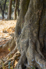 Close up shot of an old big tree trunk with roots inside of a park