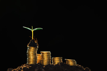 Seedlings and coins Money saving ideas for the future
On natural background