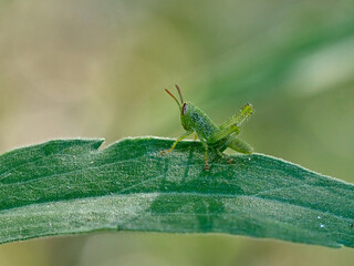 Grasshoppers against the light, early in the morning, cova negra, Xativa, Spain.