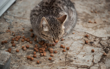Hungry, lonely young cat has found food and eats with pleasure and greed. Kitten is mongrel. Gray...