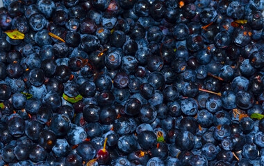 Freshly picked blueberries background