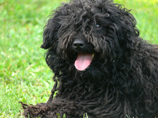 Black Hungarian puli in the grass - portrait with tongue out